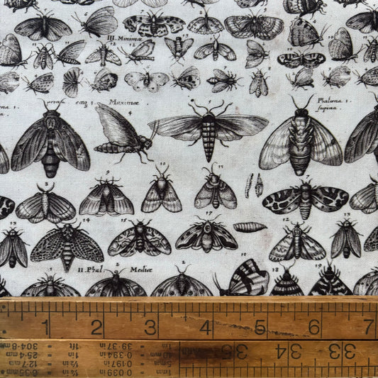 Charcoal Palette - Moth - Tim Holtz